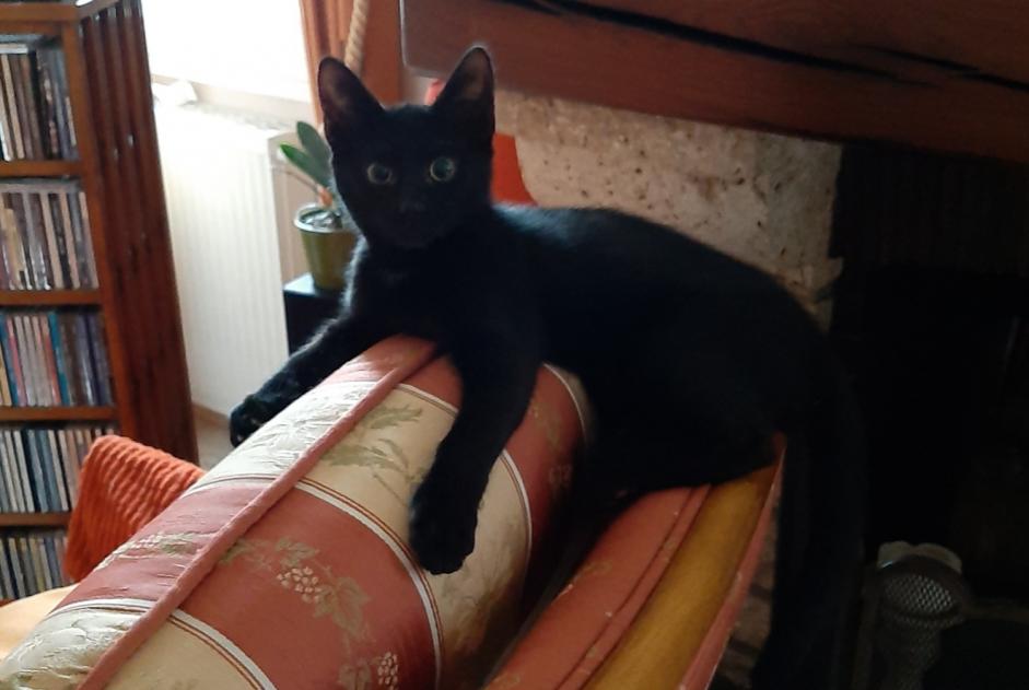 Disappearance alert Cat Male , 1 years Chambon-la-Forêt France