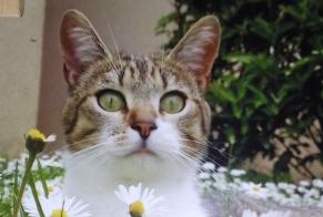 Disappearance alert Cat miscegenation Male , 3 years Saint-Brieuc France