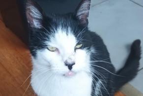 Disappearance alert Cat Male , 11 years Chéroy France