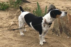 Disappearance alert Dog  Male , 4 years Saint-Jean-la-Poterie France