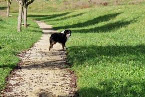 Discovery alert Dog Unknown Le Malesherbois France