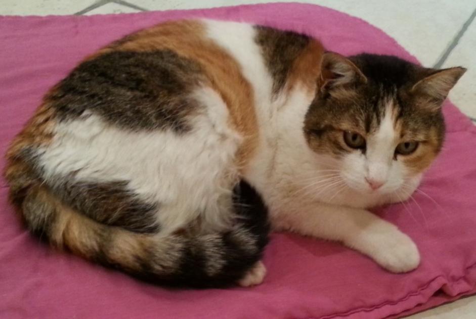 Disappearance alert Cat  Female , 13 years Tullins France