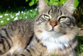 Disappearance alert Cat Male , 1 years Flers France