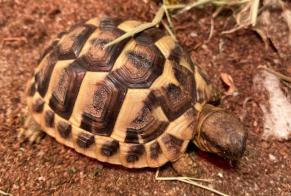 Disappearance alert Tortoise Female , 2024 years Frouzins France