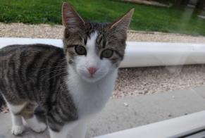 Discovery alert Cat Female Saint-Symphorien-de-Lay France