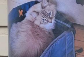 Disappearance alert Cat  Male , 1 years Uccle Belgium