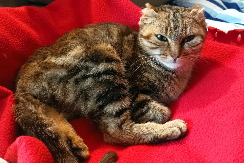 Discovery alert Cat Female Plouër-sur-Rance France