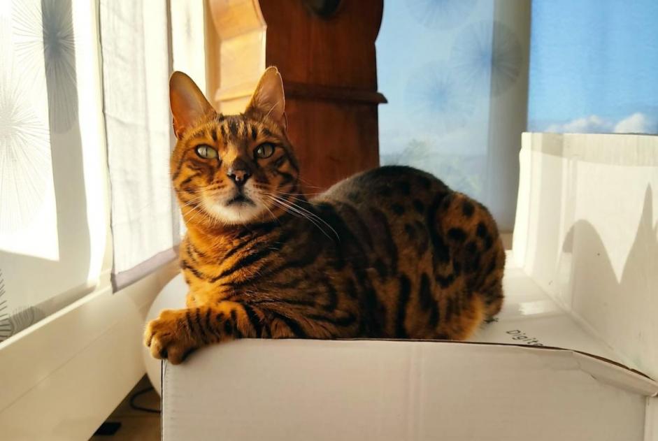 Disappearance alert Cat  Male , 13 years Lucens Switzerland