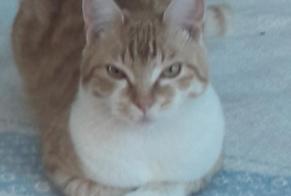 Disappearance alert Cat miscegenation Female , 3 years Inzinzac-Lochrist France