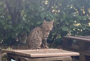 Discovery alert Cat Male Lyon France