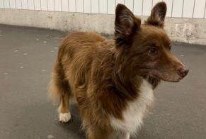 Discovery alert Dog  Unknown Neuchâtel Switzerland