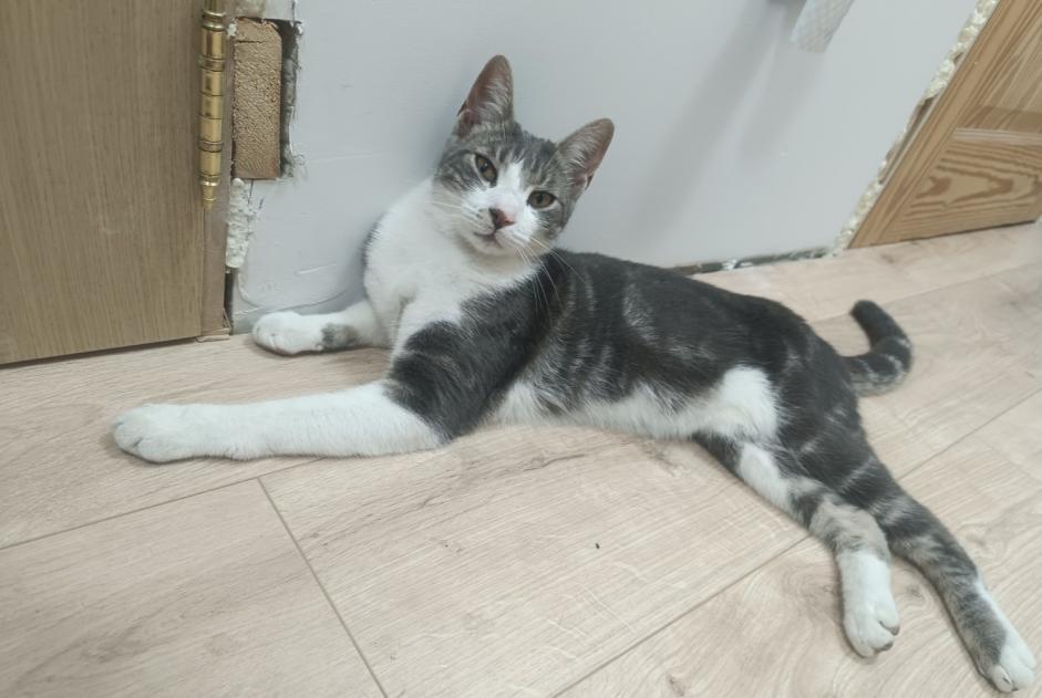 Disappearance alert Cat miscegenation Male , 1 years La Louvière Belgium