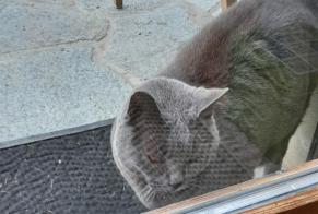 Discovery alert Cat Unknown Sion Switzerland