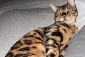 Disappearance alert Cat  Male , 4 years Barcelona Spain