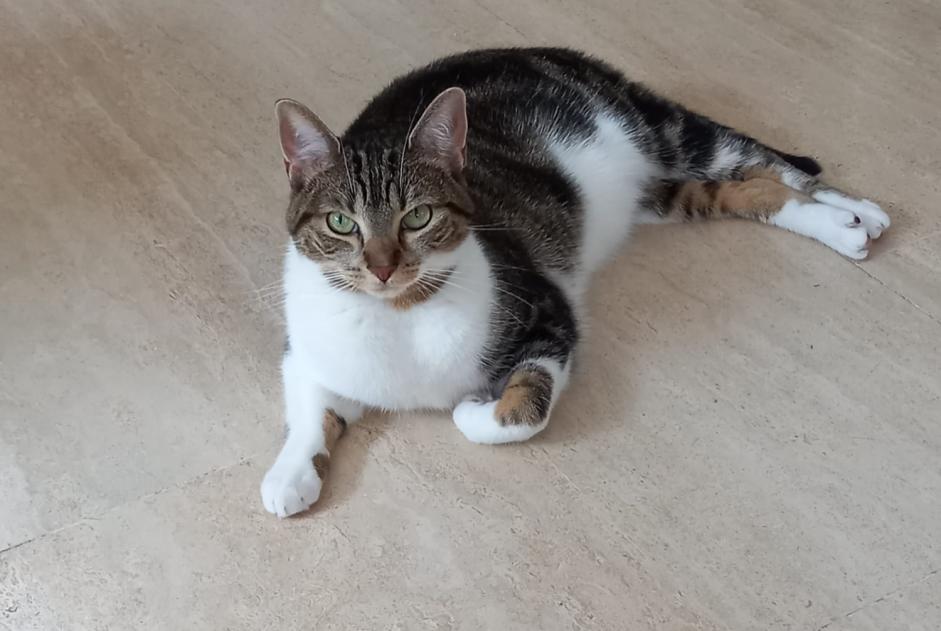 Disappearance alert Cat miscegenation Female , 3 years Woluwe-Saint-Pierre Belgium