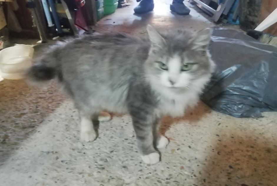 Discovery alert Cat miscegenation Female , 2 years Mirepoix France