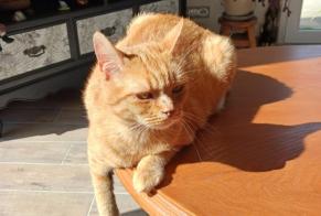 Disappearance alert Cat Female , 4 years Limoges France