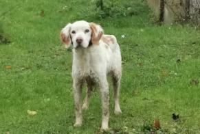 Discovery alert Dog  Female Clastres France