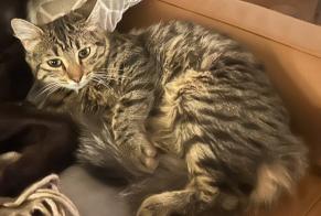 Disappearance alert Cat miscegenation Female , 1 years Avignon France