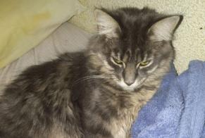 Disappearance alert Cat miscegenation Female , 5 years Murcia Spain