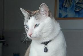 Disappearance alert Cat Male , 4 years Trébeurden France