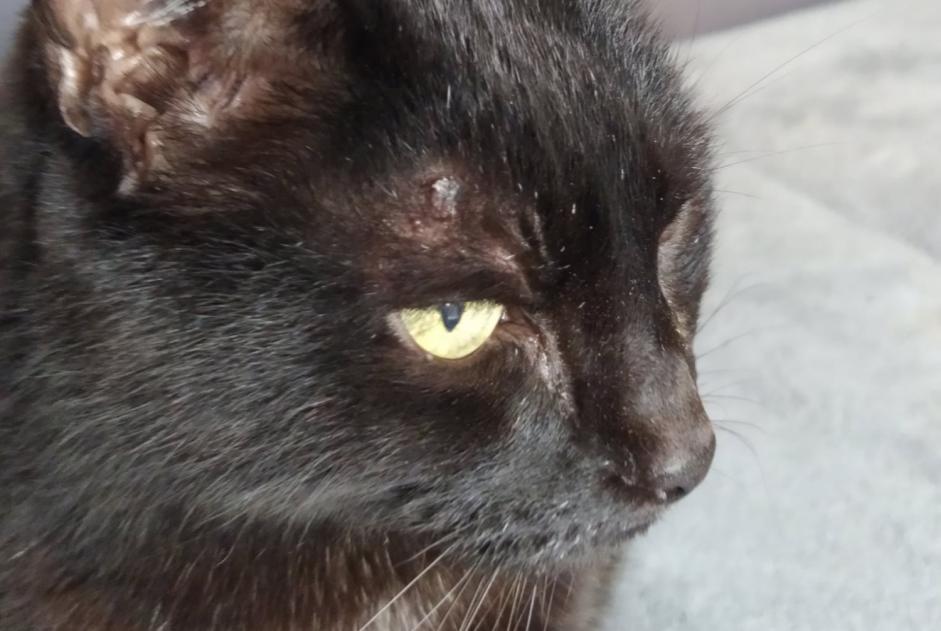 Disappearance alert Cat Male , 16 years Bougival France