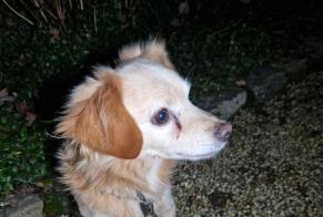 Discovery alert Dog Male Argentré-du-Plessis France