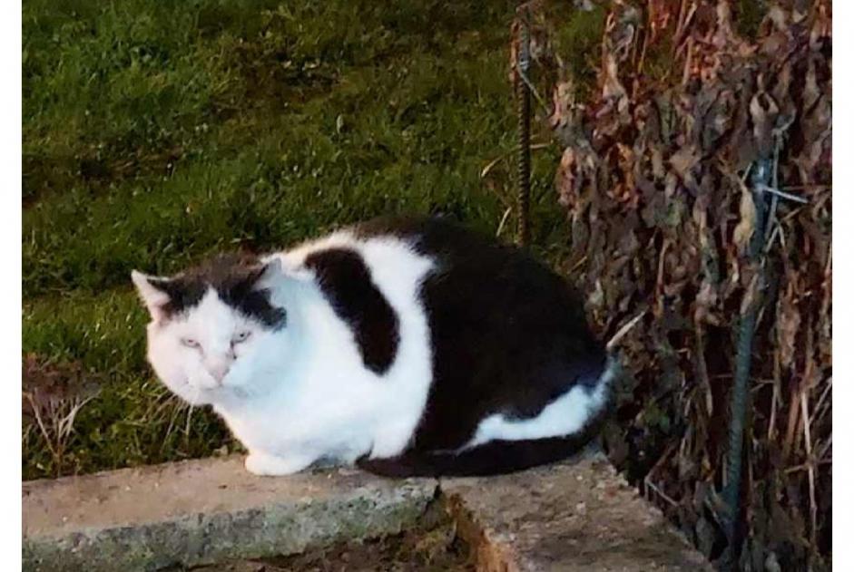 Disappearance alert Cat miscegenation Male , 10 years Frapelle France