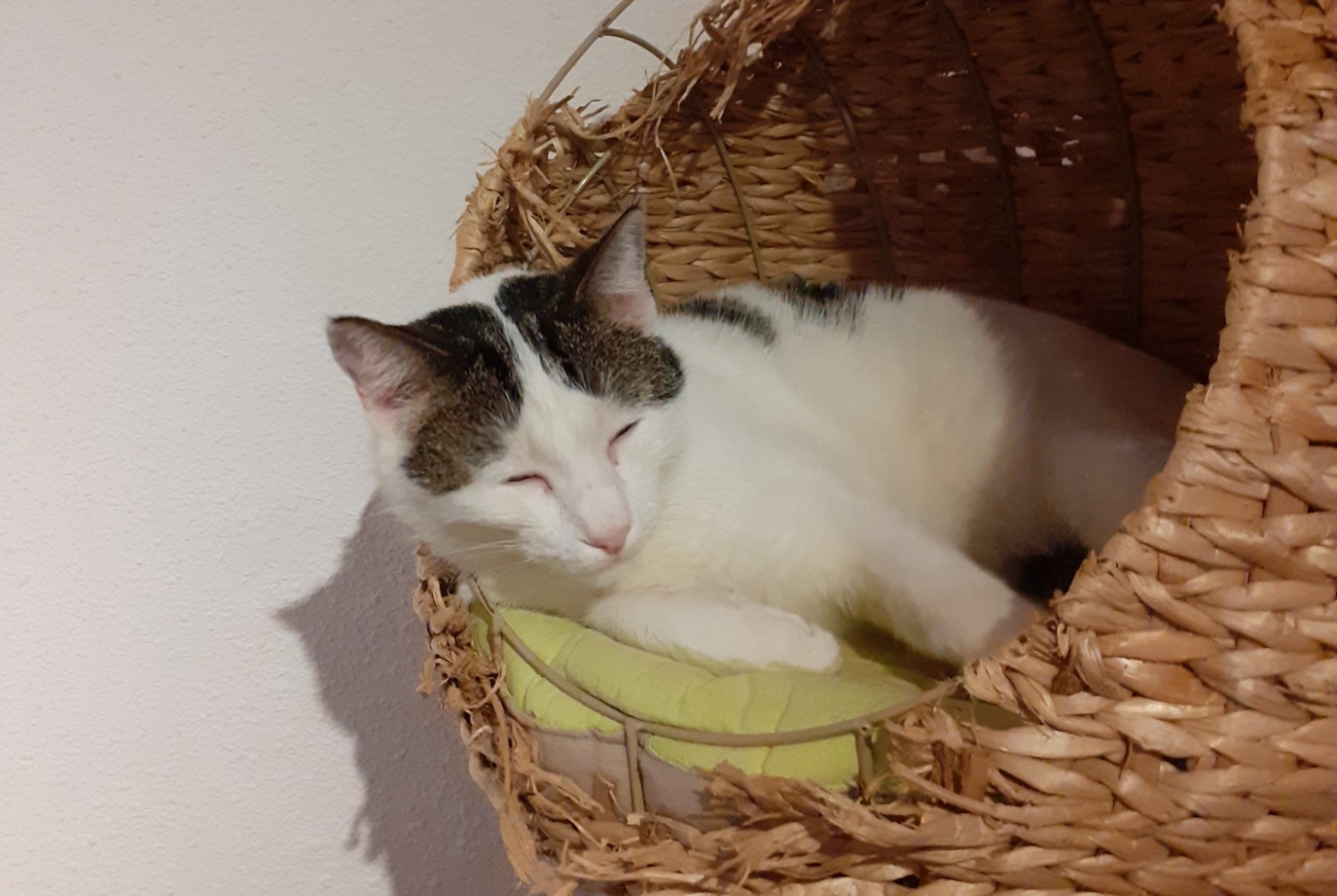 Disappearance alert Cat miscegenation Male , 5 years Saint-Sulpice-la-Pointe France