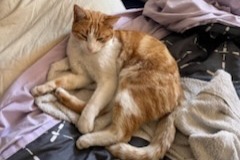 Disappearance alert Cat Male , 3 years Miramas France