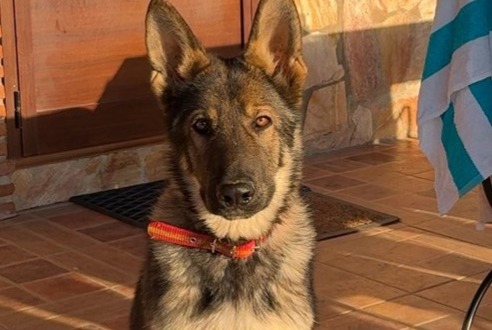 Disappearance alert Dog  Male , 1 years Alhaurín el Grande Spain