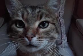 Disappearance alert Cat miscegenation Male , 6 years Dun-les-Places France