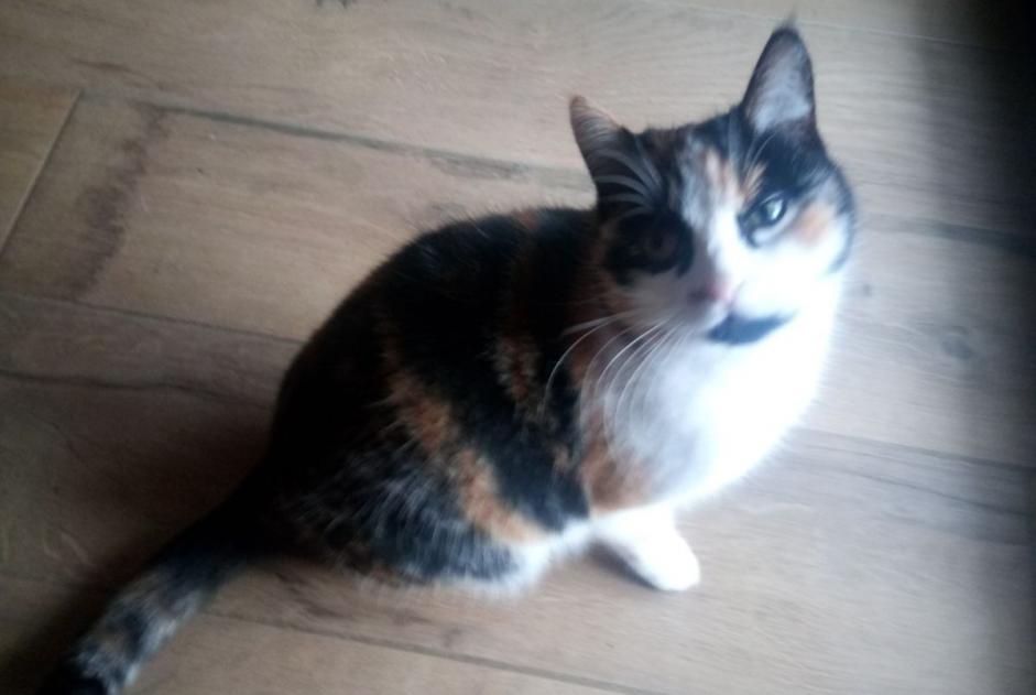 Disappearance alert Cat Female , 3 years Hadol France