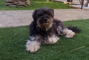 Disappearance alert Dog miscegenation Male , 14 years Perpignan France