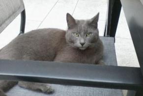 Disappearance alert Cat  Male , 8 years Saint-Sorlin-en-Bugey France