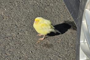 Discovery alert Bird Unknown Chamalières France