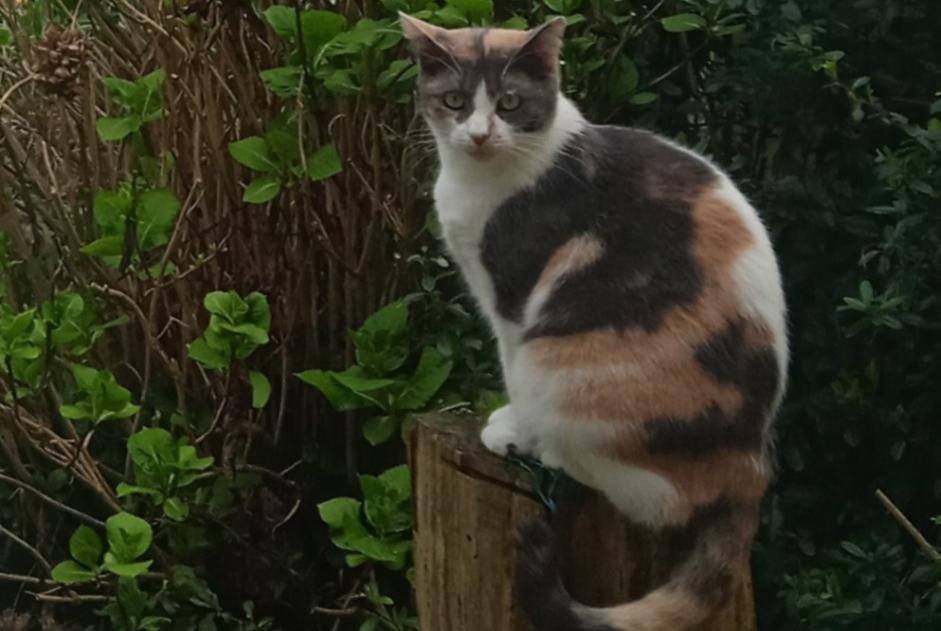 Disappearance alert Cat  Female , 4 years Lewarde France