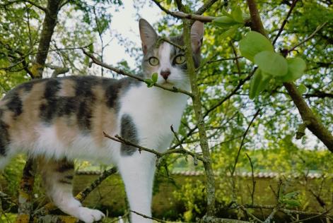 Alerta de Desaparición Gato Hembra , 9 años Neuvicq-le-Château Francia