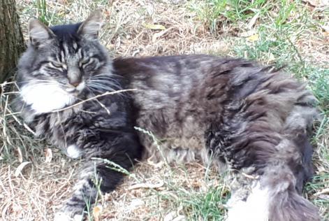 Alerta de Desaparición Gato  Macho , 14 años La Grange des Champs Bélgica