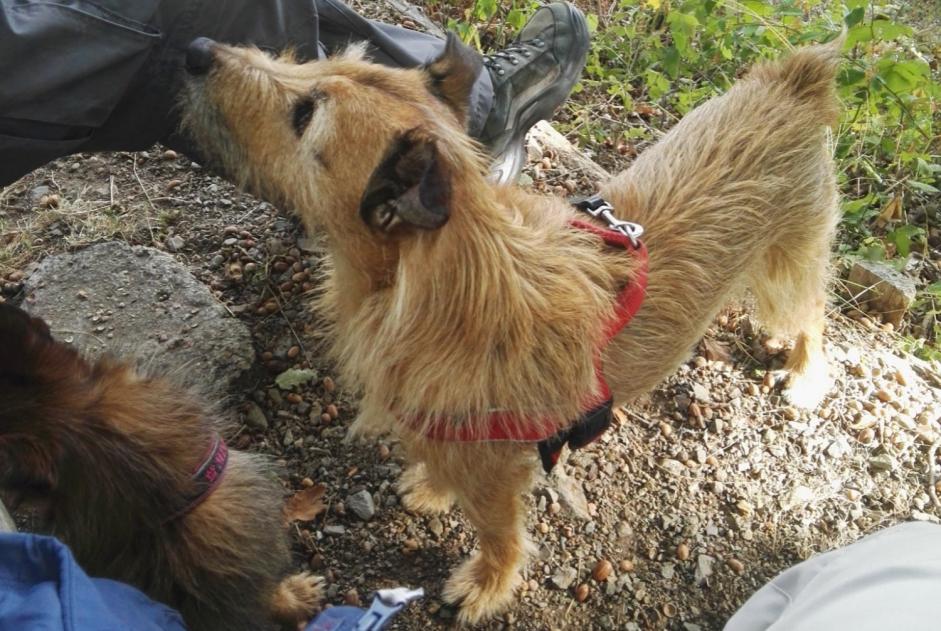 Alerta de Desaparición Perro cruce Macho , 15 años Kunheim Francia