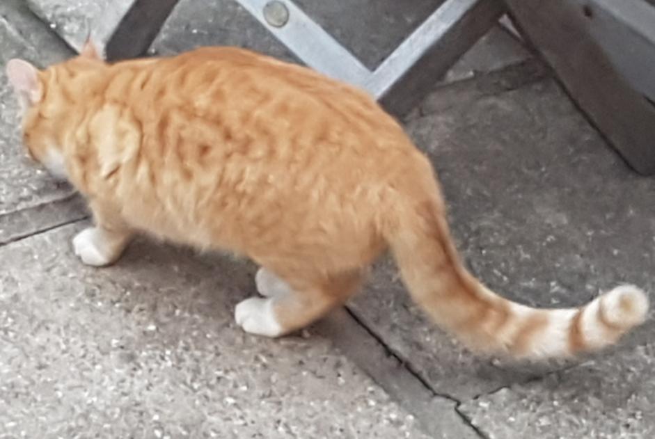 Alerta de Desaparición Gato  Macho , 8 años Cers Francia