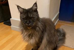 Alerta de Desaparición Gato  Hembra , 15 años Genève Suiza