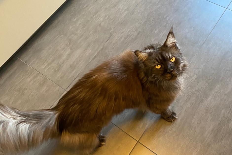 Alerta de Desaparición Gato  Hembra , 15 años Genève Suiza