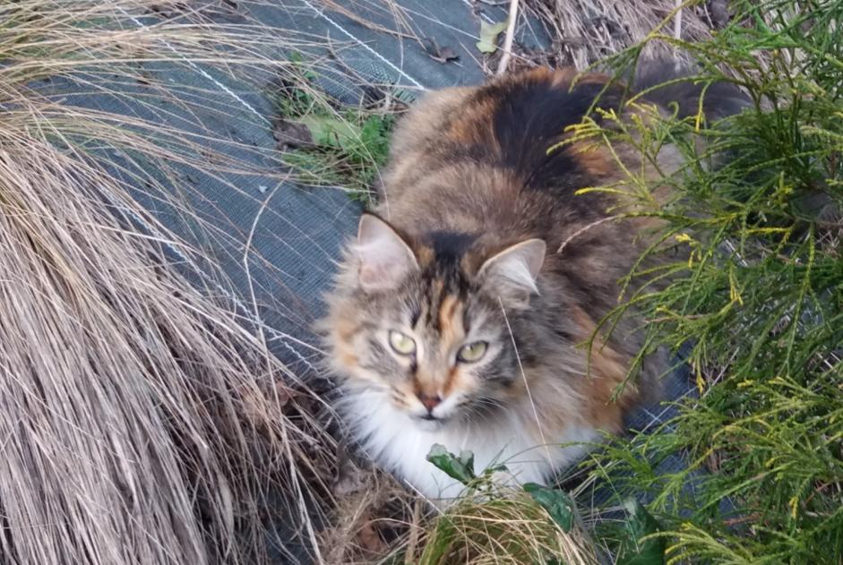 Alerta de Desaparición Gato  Hembra , 7 años Pruillé-le-Chétif Francia