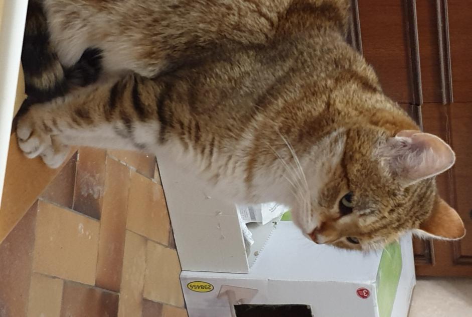 Alerta de Desaparición Gato Macho , 8 años Esvres-sur-Indre Francia