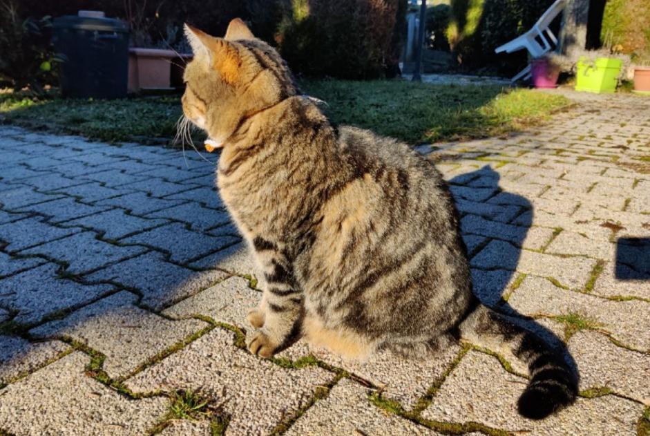 Alerta de Desaparición Gato  Macho , 8 años Tulle Francia