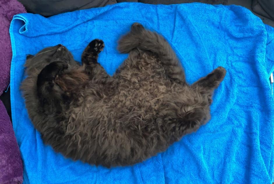 Alerta de Desaparición Gato Macho , 5 años Wünnewil-Flamatt Suiza