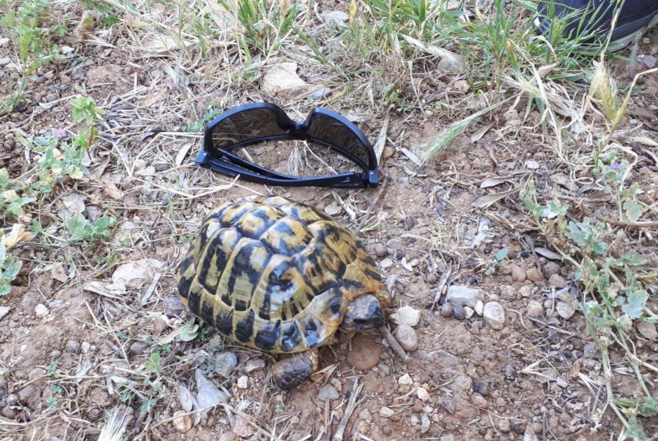 Alerta de Desaparición Tortuga Macho , 2025 años Mougins Francia