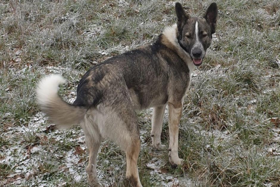 Alerta de Desaparición Perro cruce Macho , 6 años Colombies Francia