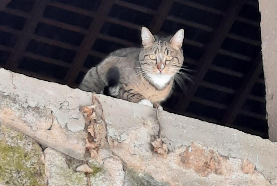 Alerta de Desaparición Gato cruce Hembra , 4 años Marigny-l'Église Francia